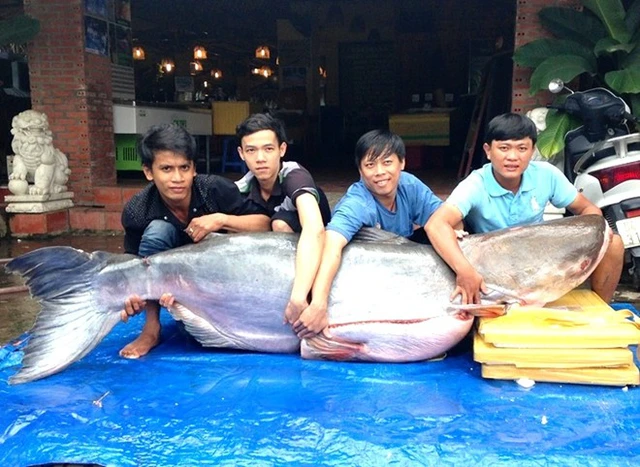 Cá tra dầu nặng 200kg vừa xuất hiện tại Sài Gòn