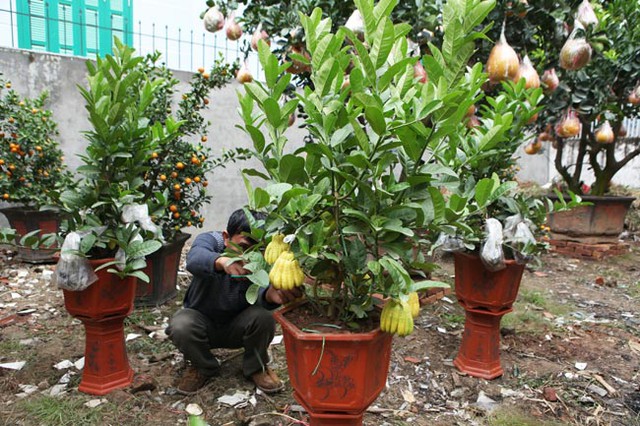 Những cây phật thủ đang được bày bán trên đường Lạc Long Quân (quận Tây Hồ, Hà Nội),  phục vụ người dân chơi dịp Tết Âm lịch.