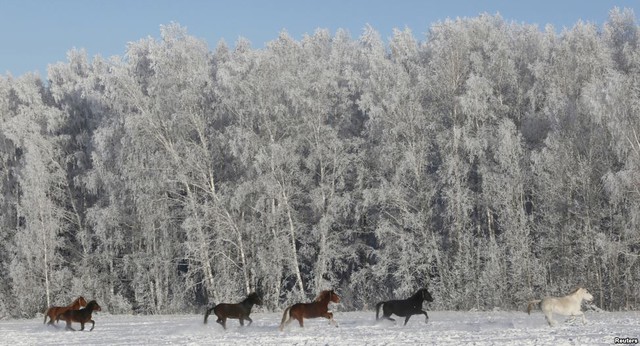 Đàn ngựa chạy trên cánh đồng phủ đầy tuyết trắng dưới trời lạnh -11 độ C gần ngôi làng ở Malaya Tumna ở thành phố Krasnoyarsk, Nga.
