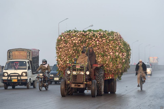 Người nông dân lái xe kéo chở đầy củ cải trên đường ra một khu chợ rau quả ở thành phố Lahore, Pakistan.