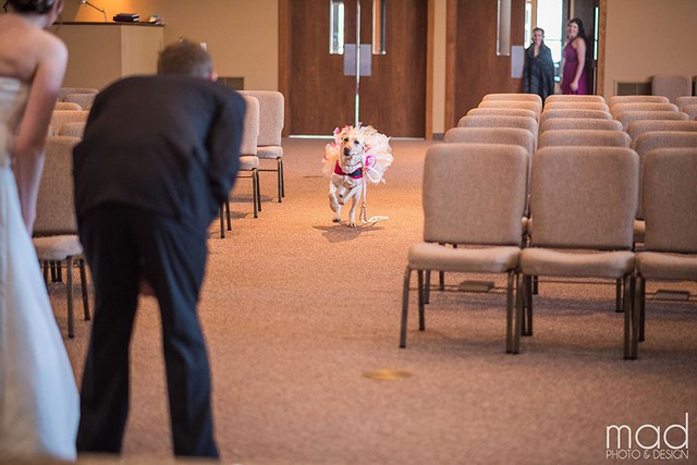 Trong đám cưới của Valarie ngày 9.1 vừa qua, chú chó Bella được huấn luyện để luôn đứng cạnh cô dâu và chú ý xem lúc nào cô dâu buồn hoặc căng thẳng, chú chó Bella sẽ đến bên cạnh an ủi cô.