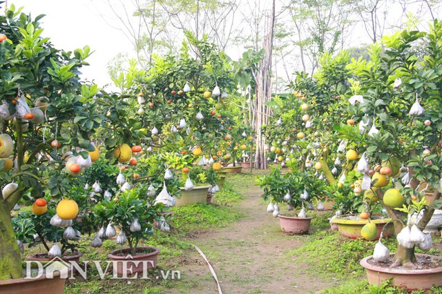 Một góc vườn với những cây quả siêu lạ của ông nông dân thủ đô Lê Đức Giáp
