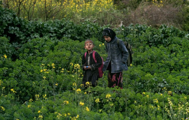 Trẻ em đi qua cánh đồng hoa ở ngoại ô thành phố Islamabad, Pakistan.