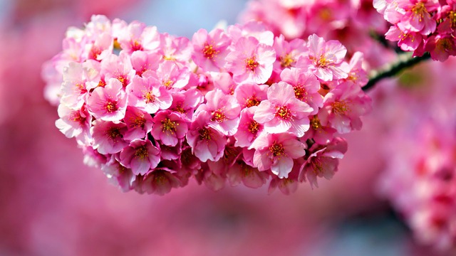 Top 86 hình ảnh hoa mai hoa đào hay nhất  Tin Học Vui