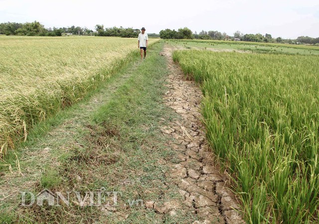 Theo ngành nông nghiệp tỉnh Trà Vinh, toàn tỉnh này có 7.651ha lúa bị ảnh hưởng bởi hạn, mặn. Trong đó, tập trung nhiều ở huyện Cầu Ngang và Trà Cú. Ảnh: Dân việt