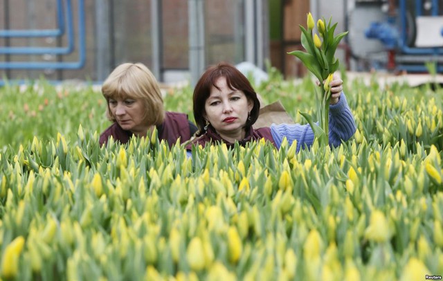 Công nhân thu hoạch hoa tulip được trồng trong nhà kính tại thành phố Krasnoyarsk ở Siberia, Nga.