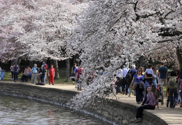 
Mọi người chiêm ngưỡng hoa anh đào nở rộ dọc bờ hồ ở Washington, Mỹ.
