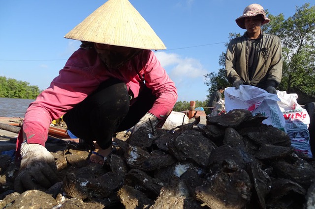 
Bà Lê Thị Thắm nói: “Cả trăm tấn hàu nuôi giờ vớt lên chỉ còn mỗi vỏ. Trước Tết, thương lái đã đặt tiền cọc, nhưng giờ nghe tin hàu chết họ cứ hẹn lần hẹn lữa. Gần 10 ngày chờ họ đến vét mua giúp số hàu ít ỏi còn lại giùm, tôi mất ăn, mất ngủ, bạc cả đầu thế này đây”. Ảnh: Vietnamnet
