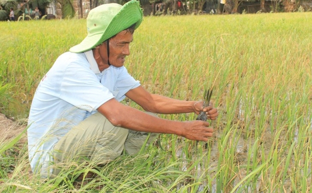 Lúa của nông dân huyện Trần Đề, tỉnh Sóc Trăng chết khô vì mặn xâm nhập. Ảnh: Báo Nhân dân