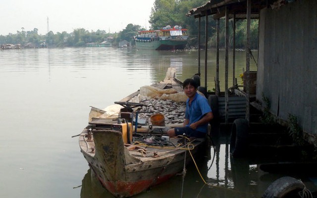 
Cá nuôi bè trên sông Cái Vừng bị chết hàng loạt, trong ảnh: người dân vớt xác cá chết - Ảnh: Đ.Vịnh
