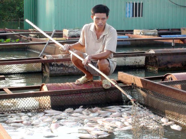 Một hộ nuôi cá bè trên sông Cái đang vớt cá chết trên bè. Ảnh: Báo Đồng Nai