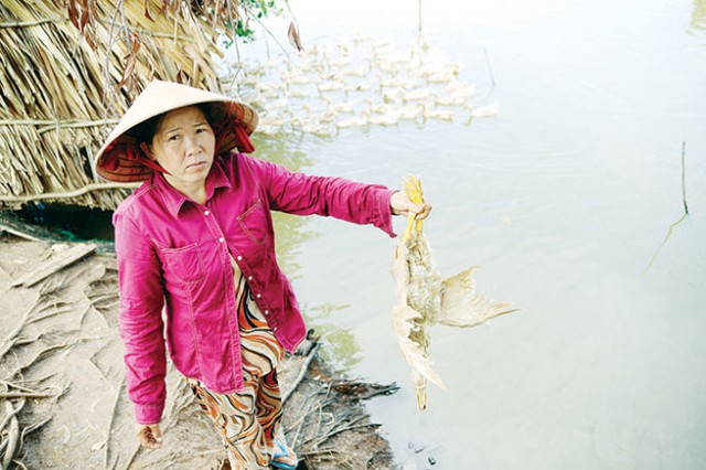 
Đàn vịt hơn 500 con sắp bán của chị Trần Thị Đo (Hòn Đất - Kiên Giang) chết gần hết vì uống phải nước mặn, gây thiệt hại gần 30 triệu đồng. Ảnh: Tuổi trẻ

