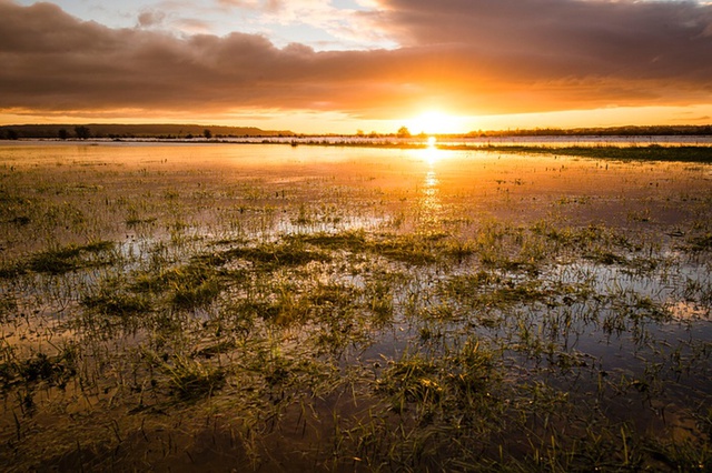 Mặt trời mọc vào một buổi sáng mùa đông ở Somerset Levels, Anh.