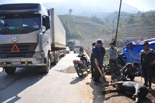 Do khách dừng mua đào, thịt trâu đông, khiến cho đoạn quốc lộ 4D chạy qua cầu Mòng Sến thuộc xã Trung Trải, huyện Sa Pa nhiều lúc bị ùn tắc tạm thời.