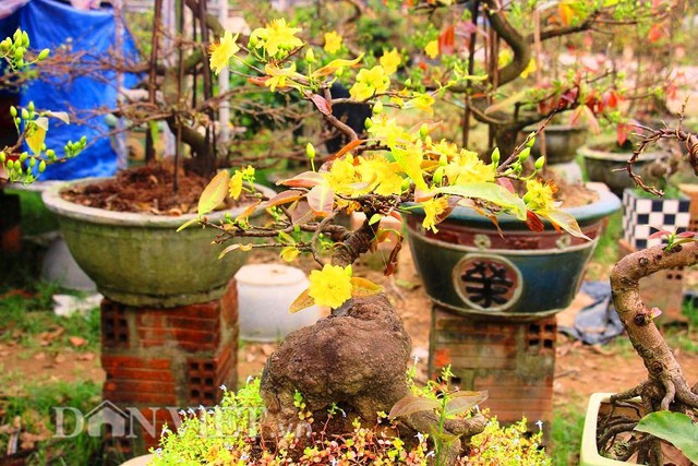 Mai bonsai Bình Định nở rộ