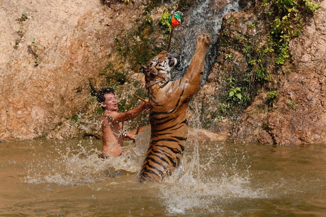 Một người đàn ông huấn luyện hổ tại ngôi chùa Wat Pa Luang Ta Bua ở Thái Lan.