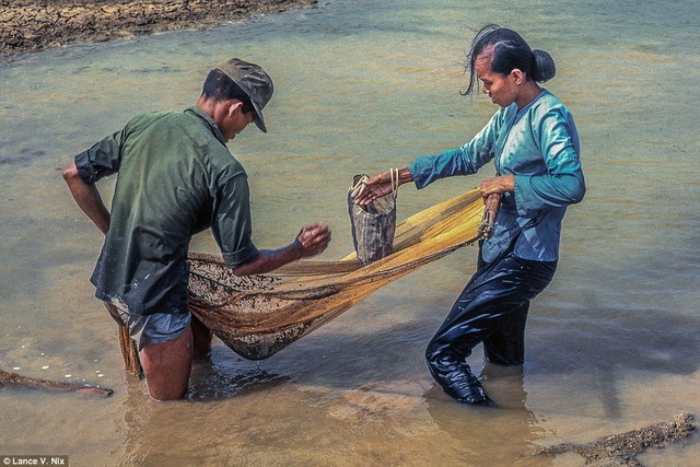 
Vớt cá trên hồ nước cạn ở Mỹ Tho.
