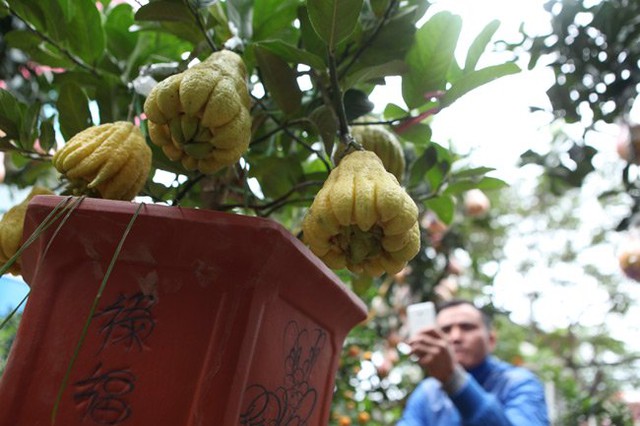 Mười cây phật thủ mới được trưng bày nhưng đã có nhiều khách hàng đến mua và ngắm.