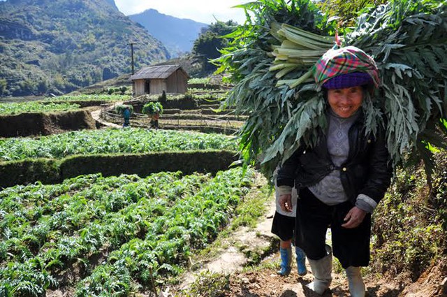 
Người dân xã Sa Pả tấp nập thu hái atiso bán cho thương lái. Anh Vàng A Lủ (ở xã Sa Pả) cho biết: “Dù thời tiết giá rét và tuyết rơi dày, nhưng các ruộng atiso không bị ảnh hưởng nhiều, nên tôi vẫn thu hái bán được bình thường với giá trên dưới 15.000 đồng/kg. Vụ này tính ra tôi cũng có khoản thu nhập khá để đong gạo, mua thịt ăn Tết cho gia đình đấy”.
