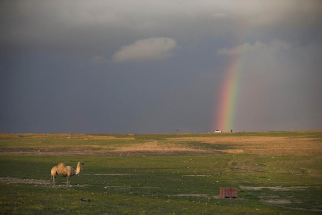 Lạc đà đứng trên cánh đồng khi cầu vồng xuất hiện trên bầu trời gần ngôi làng Rahat, Israel.