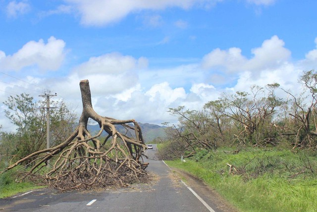 Cây bị đánh bật gốc nằm trên đường ở Fiji sau siêu bão Winston khiến 29 người thiệt mạng.