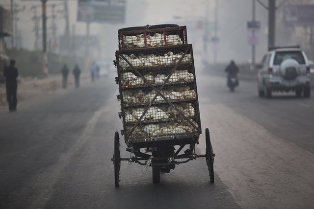 Gà được vận chuyển bằng xe ba bánh lúc sáng sớm trên đường phố ở New Delhi, Ấn Độ.