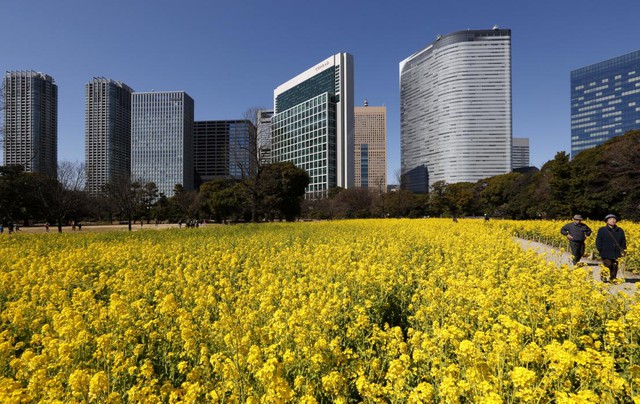 Hoa cải nở rộ trước những tòa nhà cao tầng ở thành phố Tokyo, Nhật Bản.