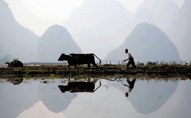 Người nông dân điều khiển trâu cày ruộng dưới nắng sớm ở thành phố Quế Lâm, Trung Quốc.