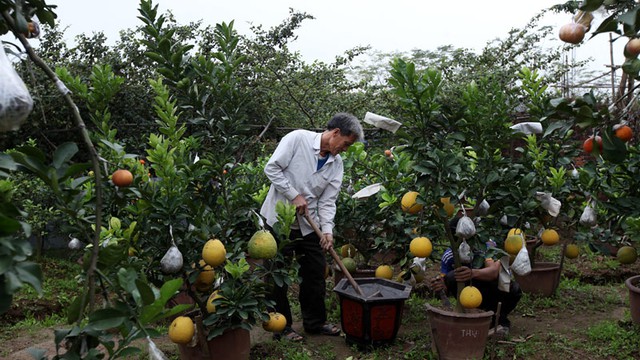 
Nhiều cây được khách hàng mua từ năm trước, sau tết lại gửi thuê ông chăm sóc đến tết năm sau.
