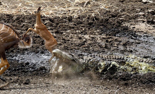 Nhiếp ảnh gia động vật hoang dã Karen van Damme ghi lại cảnh tượng cá sấu khổng lồ bẫy chết linh dương trong vườn quốc gia Kruger, Nam Phi.