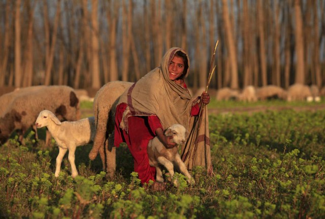 Bé gái ôm một chú cừu nhỏ trên cánh đồng ở Nowshera, Pakistan.