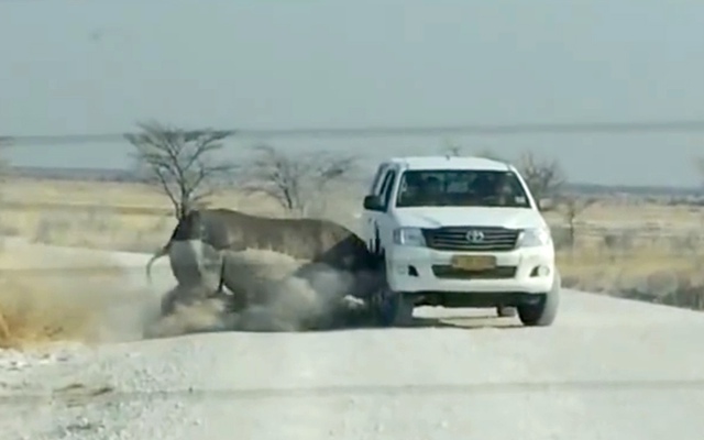 Con tê giác điên cuồng húc một chiếc ô tô của du khách trong vườn quốc gia Etosha ở Namibia.