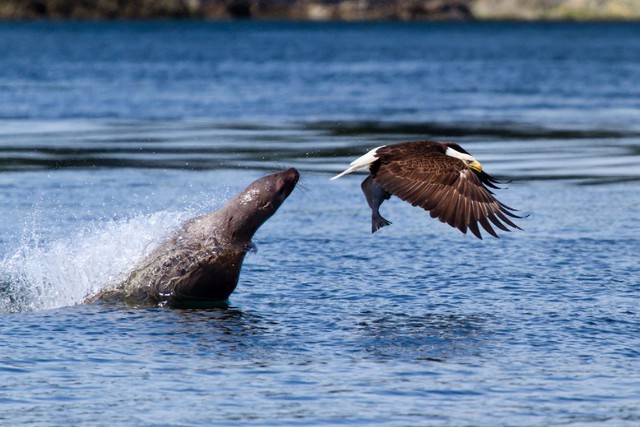 Nhiếp ảnh gia Bradley Oliver ghi lại cảnh tượng sư tử biển cay cú đuổi theo đại bàng để đòi lại mồi bị cướp ngay trước mắt tại một con sông ở Juneau, Alaska, Mỹ.