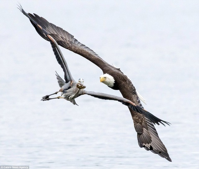 Nhiếp ảnh gia Ken Archer đã chứng kiến màn rượt đuổi gay cấn giữa chim diệc và đại bàng khi đi qua hồ nước ở Hood Canal, bang Washington, Mỹ.