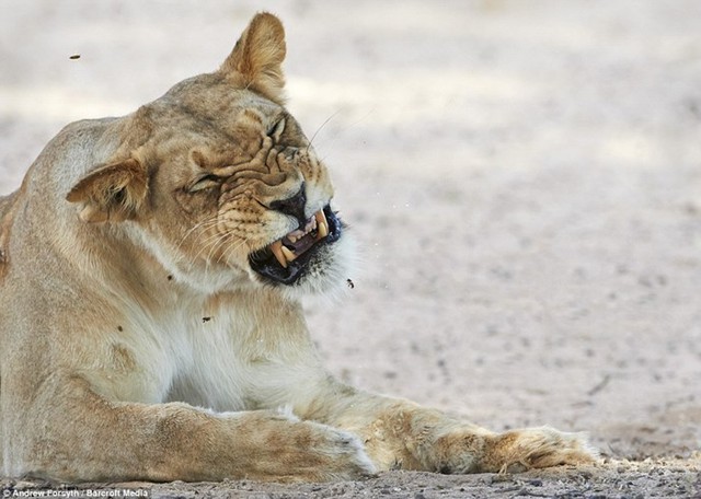 Nhiếp ảnh gia Andrew Forsyth ghi cảnh tượng sư tử tức điên khi bị những con ong làm phiền trong công viên động vật hoang dã Kgalagadi, Nam Phi.