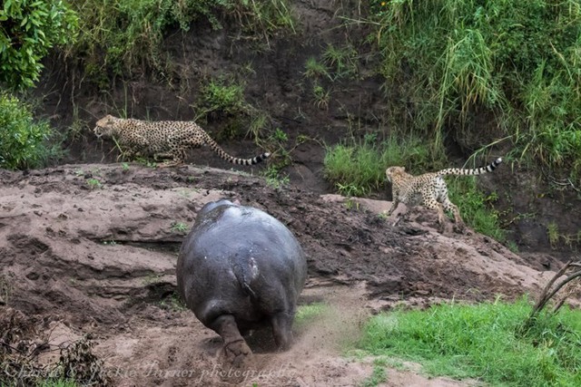 
Nhiếp ảnh gia Paul Goldstein đã ghi lại cảnh tượng hà mã đuổi báo đốm trong khu bảo tồn động vật hoang dã Mara ở Kenya.

