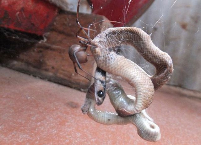 Ông Jeff Simons và vợ vừa chia sẻ bức ảnh con nhện lưng đỏ bắt một con rắn nâu độc, có kích thước lớn hơn nó rất nhiều lần bằng cách quấn tơ quanh người con mồi trong nhà kho của họ tại bang Victoria ở Australia.