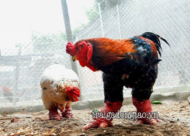 
Chú gà Đông Tảo có giá lên tới 60 triệu đồng của Vũ.
