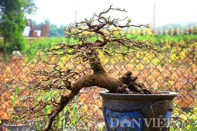 
Mai bonsai Bình Định tạo dáng, hút mắt người xem
