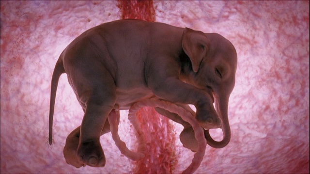 
Bào thai đáng yêu của 1 chú voi con trong bụng mẹ.
