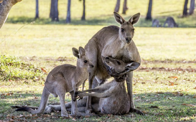 
Nhiếp ảnh gia Evan Switzer đã chứng kiến cảnh tượng vô cùng cảm động - chuột túi mẹ cố ôm con trước lúc chết khi đi dạo quanh sông Heads ở bang Queensland, Australia.
