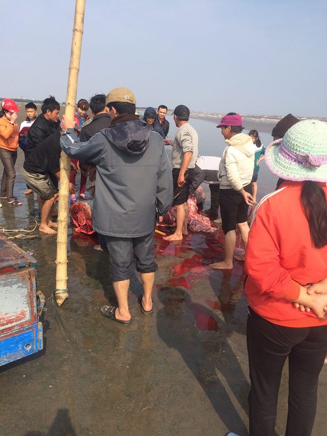 
Con cái voi bị trôi dạt vào bờ biển xã Hải Đông, huyện Hải Hậu (nguồn ảnh facebook).
