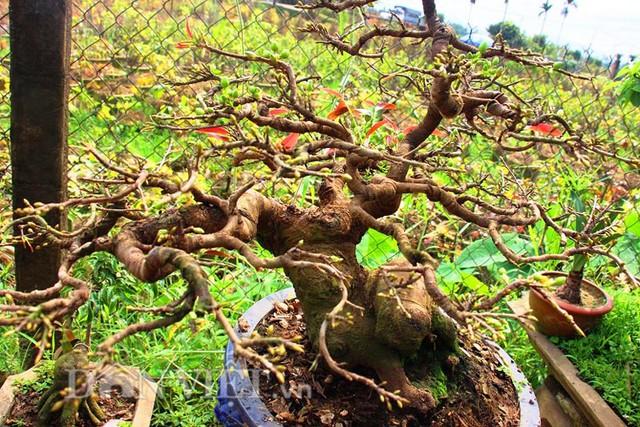 
Dịp cận Tết, tại làng mai lớn nhất miền Trung (làng mai Nhơn An, thị xã An Nhơn), theo ghi nhận của phóng viên Dân Việt, nhiều chậu mai bonsai đã khoe sắc vàng đón Tết.
