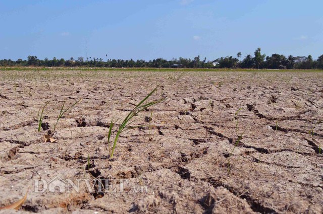 Những nền ruộng khô khan, nứt nẻ tại ấp 4, thị trấn Long Phú, huyện Long Phú, tỉnh Sóc Trăng. Ảnh: Dân việt