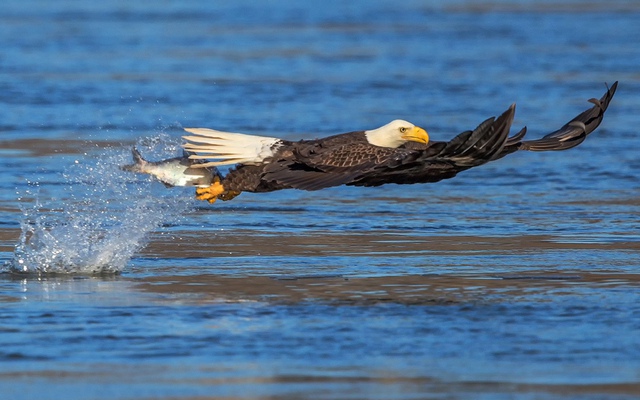 Đại bàng trọc đầu bắt cá dưới hồ ở Conowingo, Maryland, Mỹ.