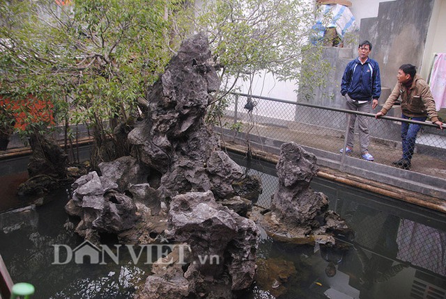 Cây sanh tọa lạc trong một hồ nước chứa nhiều tảng đá cổ.