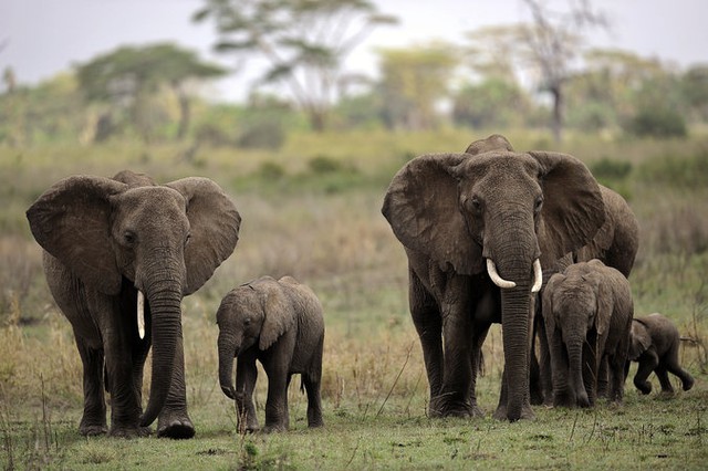 
Những chú voi ở rừng quốc gia Serengeti, Tanzania.
