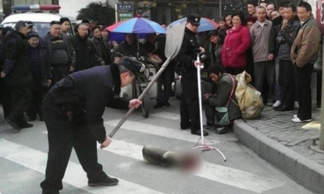 
Cảnh sát Trung Quốc cầm xẻng đánh đập chó hết sức dã man.
