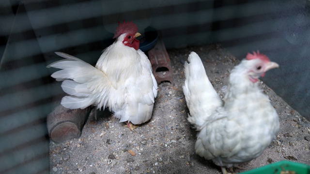 Để lai tạo ra những con gà có màu lông đẹp, ông chủ trang trại thử nghiệm nhốt chung luân phiên các cặp gà trống mái.