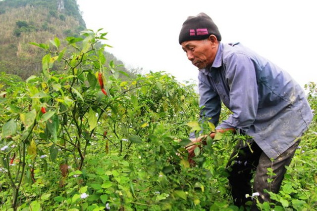 Ông Nguyễn Văn Minh (62 tuổi, xã Hoa Sơn, huyện Anh Sơn, Nghệ An) phải nhổ bỏ cây ớt đang cho thu hoạch